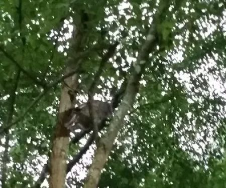 Dooly Campground