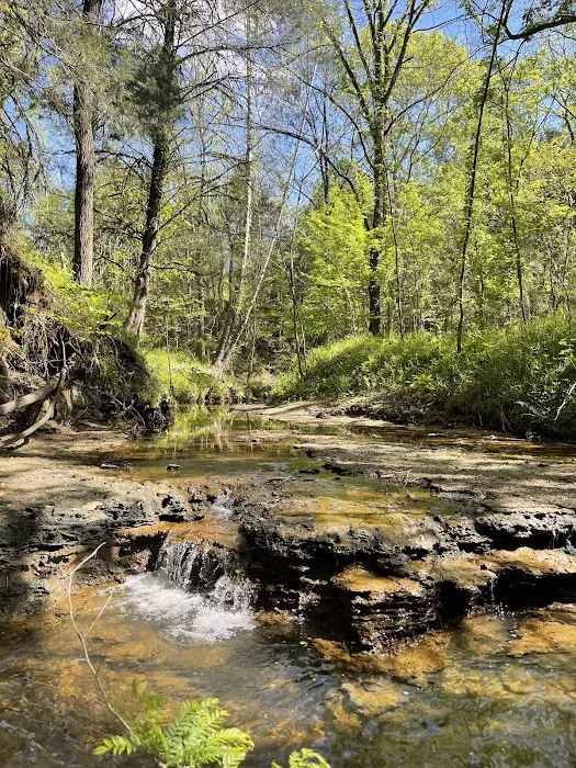 Shark Tooth Creek Picture 4