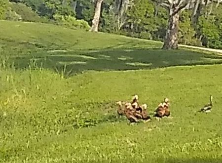Saddle Creek Campground