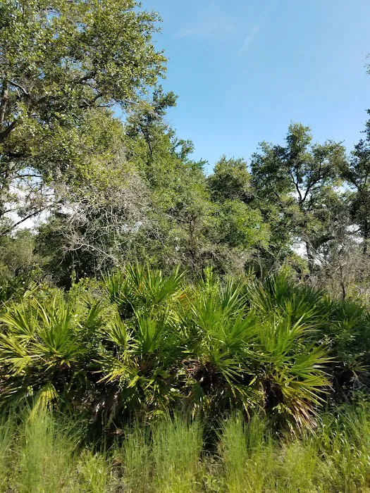 Hillsborough River State Park Campground Picture 8