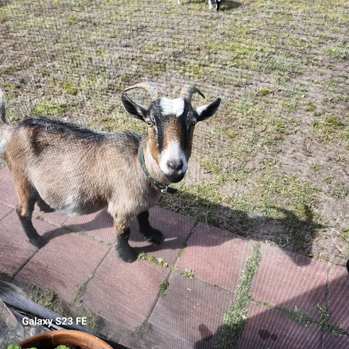 Goat Camp Picture 1