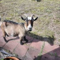 Goat Camp ico