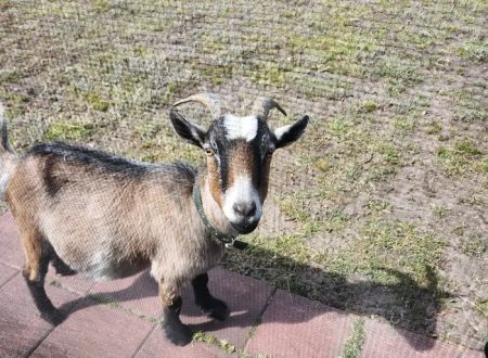 Goat Camp