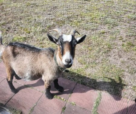 Goat Camp
