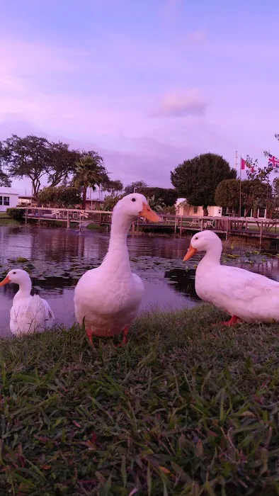 Lake Wales Campground Picture 10