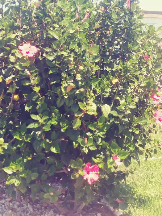 Floridian Ocean Park Picture 6