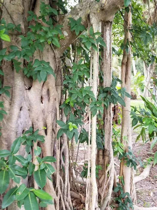 A Garden Walk Picture 7