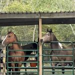 Slabtown Horse Camp LLC (formerly Slabtown Trail Rides)