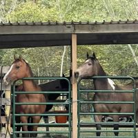Slabtown Horse Camp LLC (formerly Slabtown Trail Rides) ico