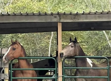 Slabtown Horse Camp LLC (formerly Slabtown Trail Rides)