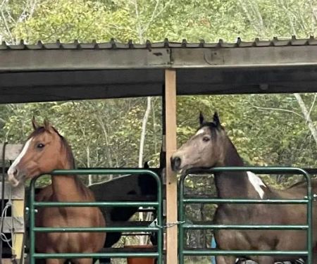 Slabtown Horse Camp LLC (formerly Slabtown Trail Rides)