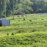 sharp rv park