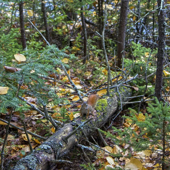 Wolf Lake Campsite Picture 7