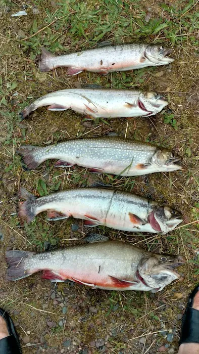 Courtney Lake Campground Picture 5