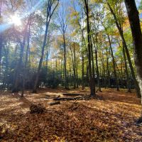 Loon Campground ico