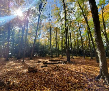 Loon Campground