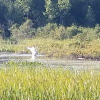 Lake Gogebic County Park ico