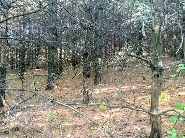 Kruger Campground Picture 6