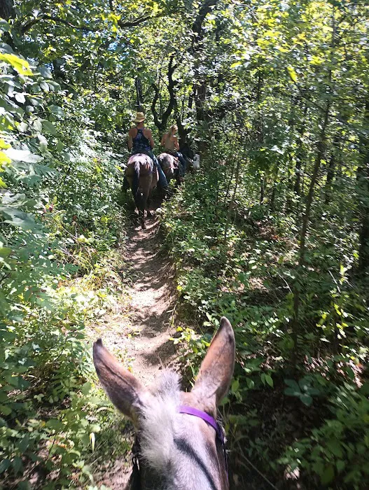 Zumbro Bottoms Horse Campground - West Picture 10