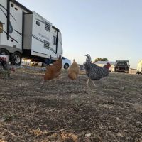 Howling Hills RV park LLC ico