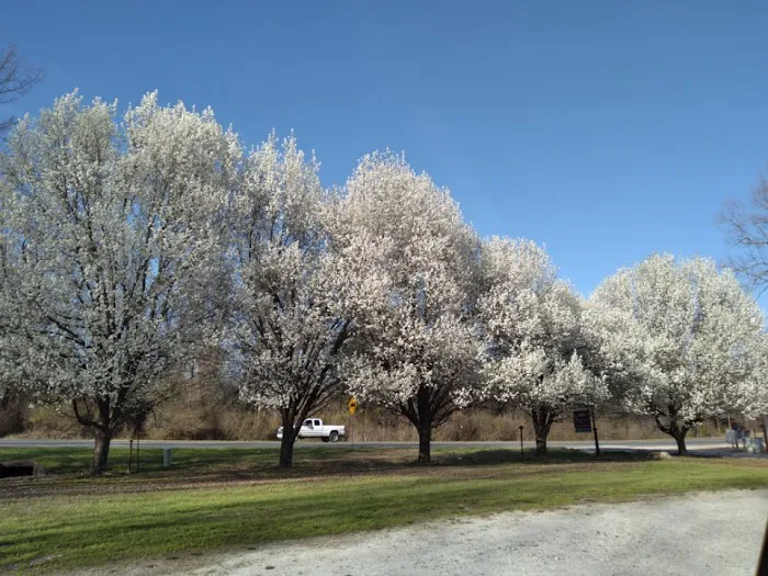 Pinewood Properties & Rv Park Picture 1