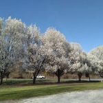 Pinewood Properties & Rv Park