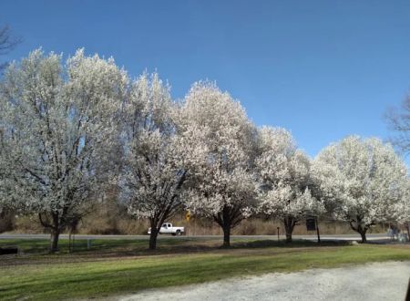 Pinewood Properties & Rv Park