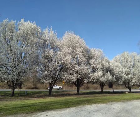 Pinewood Properties & Rv Park