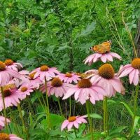 Duncan Creek Campground ico