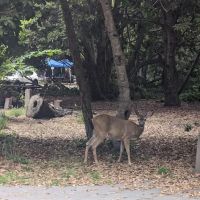 The Eastwood Campground ico