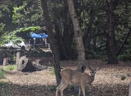 The Eastwood Campground