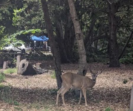 The Eastwood Campground