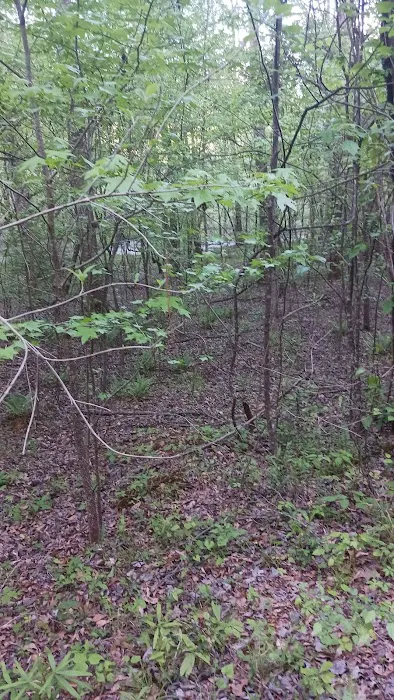 Millers Ferry Campground Picture 5