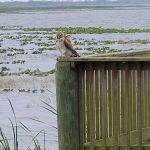 Joe Overstreet Landing