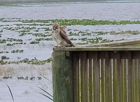 Joe Overstreet Landing
