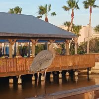 Patrick SFB Manatee Cove Campground ico