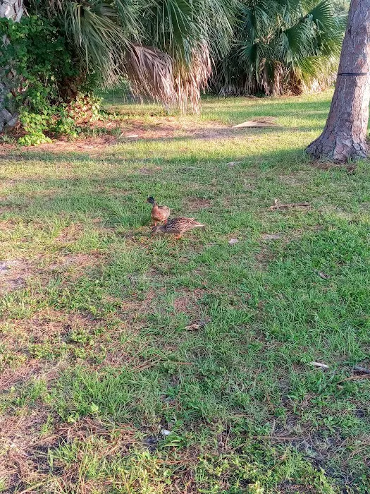 Wickham Park Campground Picture 10