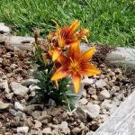Rend Lake Mobile Home Park