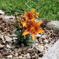 Rend Lake Mobile Home Park ico