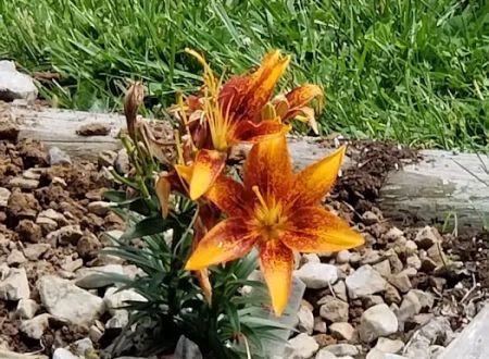 Rend Lake Mobile Home Park