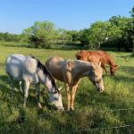 Royse City Rv Park