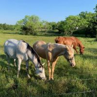 Royse City Rv Park ico