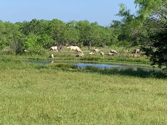 Royse City Rv Park Picture 2