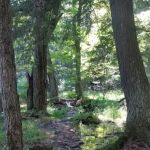 Balsam Campground