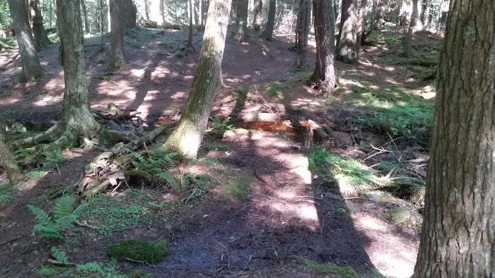 Balsam Campground Picture 4