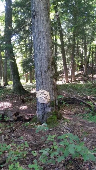 Balsam Campground Picture 5