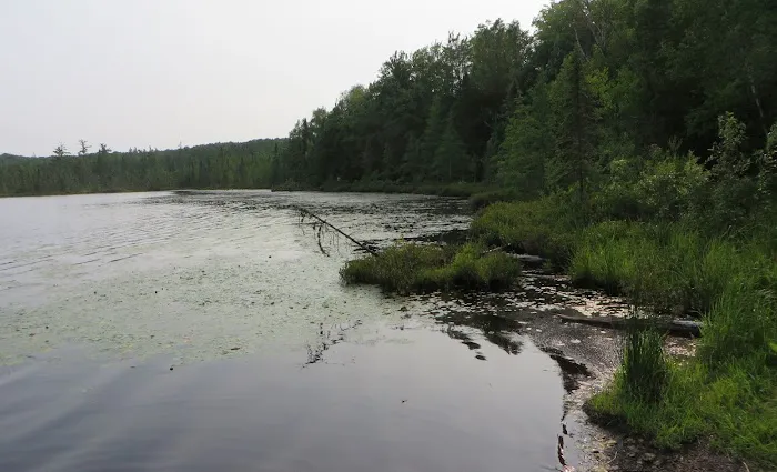 Henry Lake Campground Picture 7