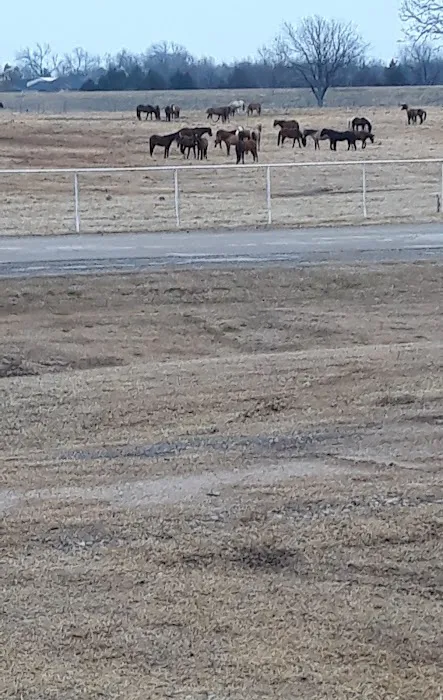 Wild Horse RV Park Picture 7