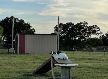 Hall's R. V. Park