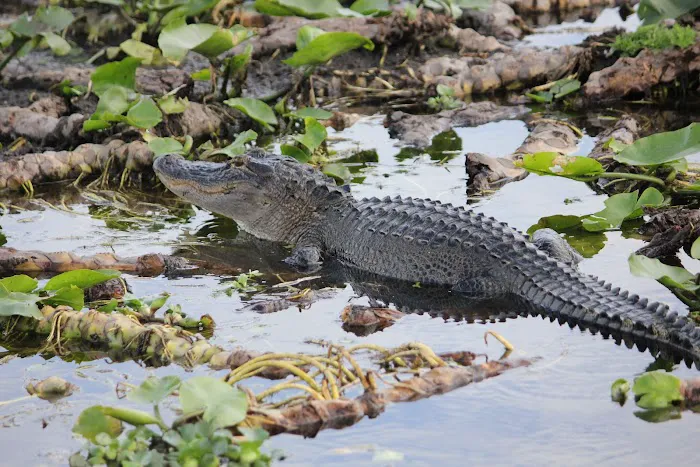 Grape Hammock Fish Camp & Airboat Rides Picture 2